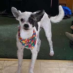 Meet your Posher, Elmer